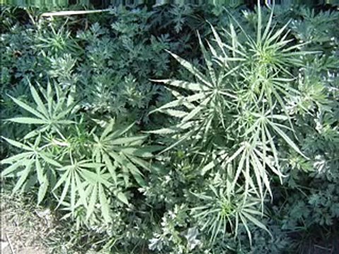 997 HWDP PEJA ! SLUMS ATACK