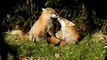 Parent Foxes Grooming