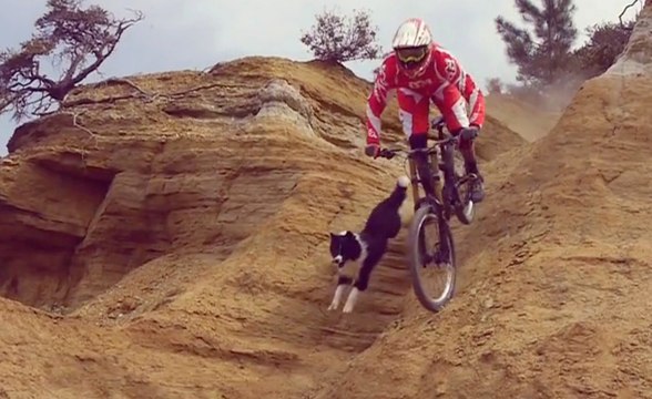 Un chien vraiment rapide suit son maître en VTT