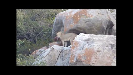 leopardo ataca a un león
