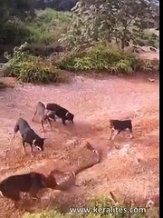 Cobra Rei contra 5 cachorros