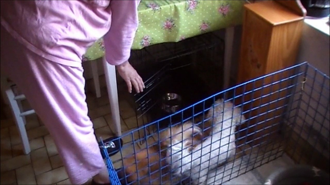Le repas des chiens.....