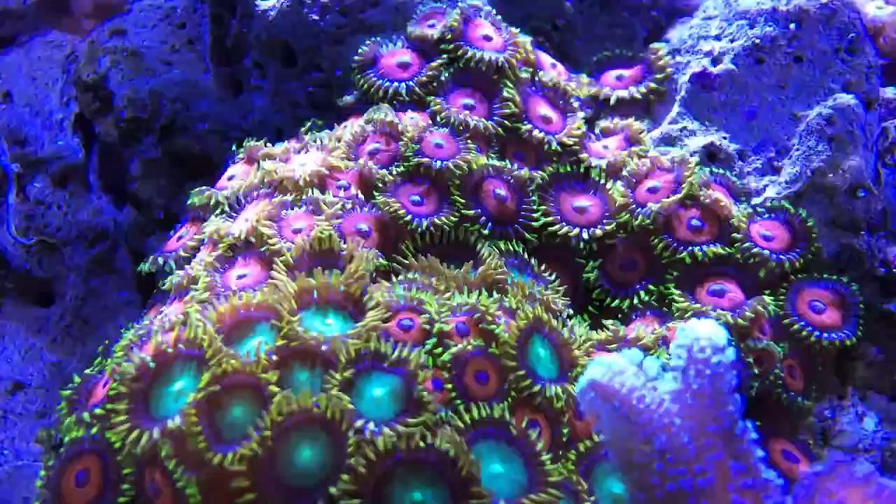 Kessil A360W E Series