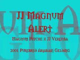 JJ Magnum Alert    ( Magnum Psyche x JJ Varensa )