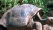As tartarugas gigantes de Galápagos. The giant turtle!!!