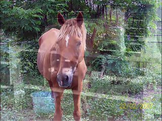 It's too late- animal rescue