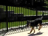 German Shepherd puppy swimming