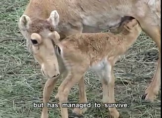 Save the Saiga (Kazakh with English subtitles)