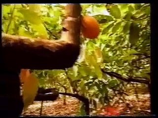 Novela Renascer com o Casseta e Planeta