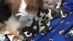 Adorable newborn Shih Tzu puppies and their mother being cute!!