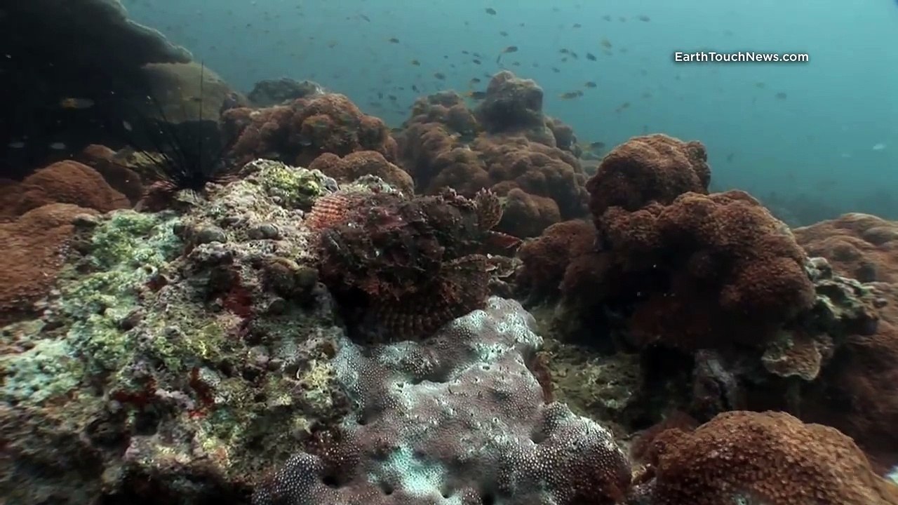 Deadly scorpionfish & a 'three-legged' turtle