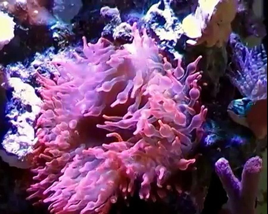 meerwasser nano cube 60l