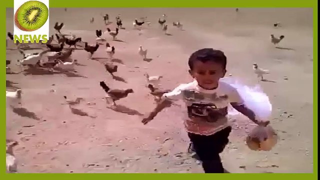 Niño es atacado por decenas de gallinas