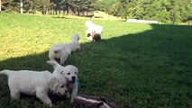 6 Adorable Golden Retriever Puppies Play With Stuffed Animals