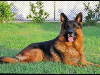 Ursus Haus Barbarian - 1 year old 80 lb Stud Muffin