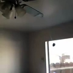 A Potato Flew Around My Room Before You Came... TOO Fast (VINE)