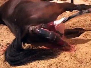 Horse Birth