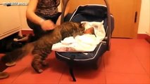 Best Of Funny Cats And Dogs Meeting Babies For The First Time Compilation 2015