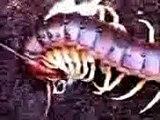 Giant Centipede Madinina.972