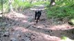 Black German Shepherd Puppy: Training from 10 weeks to 10 months