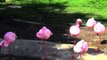Very Beautiful Pink Birds - Lesser Flamingos, one of the most beautiful birds in the world