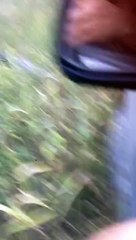 Üzerine Gelen Arazi Aracının Tamponunu Parçalayan Timsah