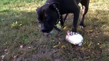 Dogs eat whole rabbits