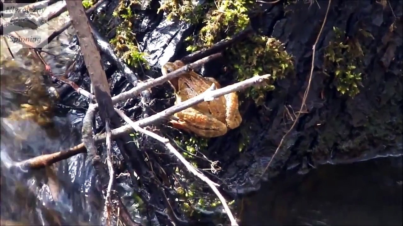 Mała rzeka gdzieś w centralnej Polsce