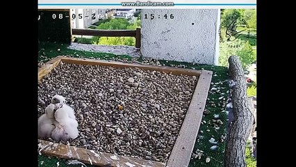 Bielany Wa-wa Poland -Feeding time. No food - 2015 05 08 15 04