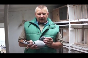 Piotr Wójcicki - gołębie Janssen - De Klak (R. Bauer) - 22.10.2014r.
