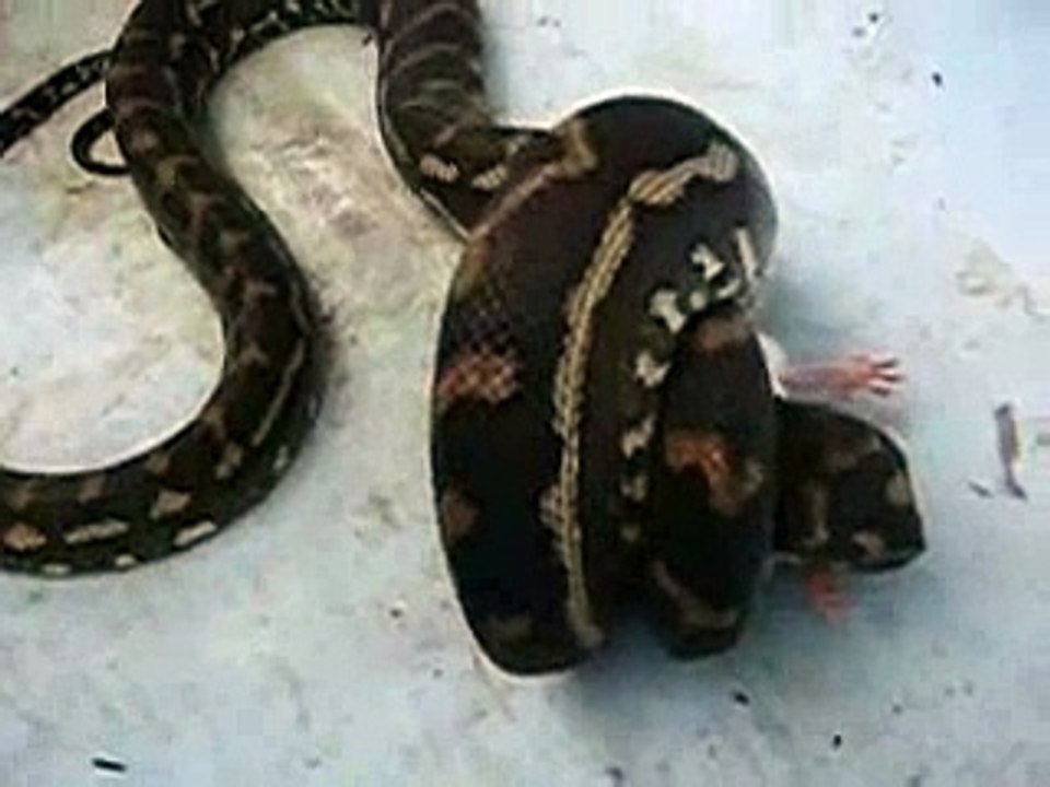 My Python eating  live prey