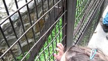 Screaming Monkey (talk's with human)