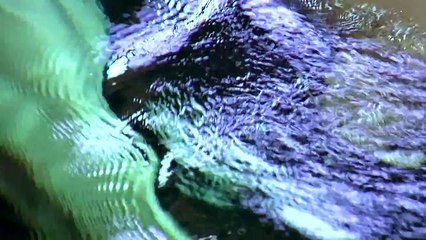 Baby beluga whale at the Shedd Aquarium