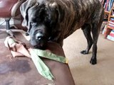 1 1/2 year old English Mastiff puppy shares his favorite toy