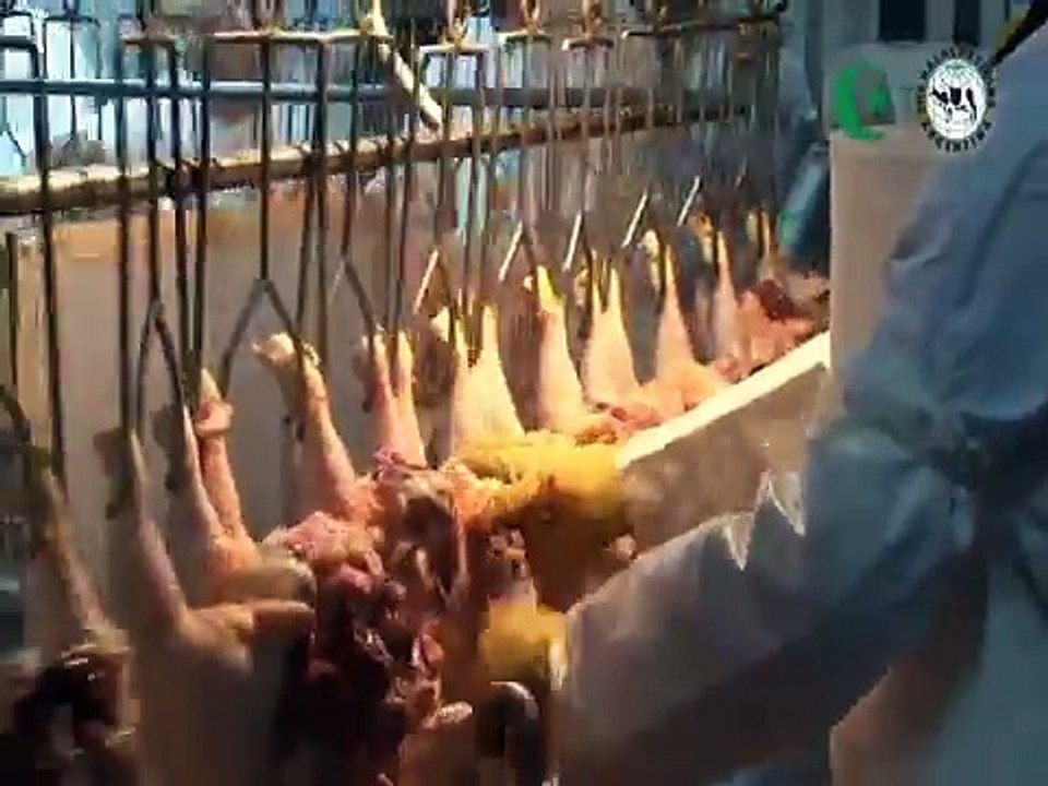 HALAL POULTRY SLAUGHTERING
