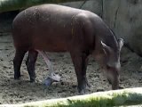 Randers Regnskov tapir show :-)
