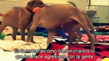 Dogs 101- American Pit Bull Terrier (Subtítulos en español)