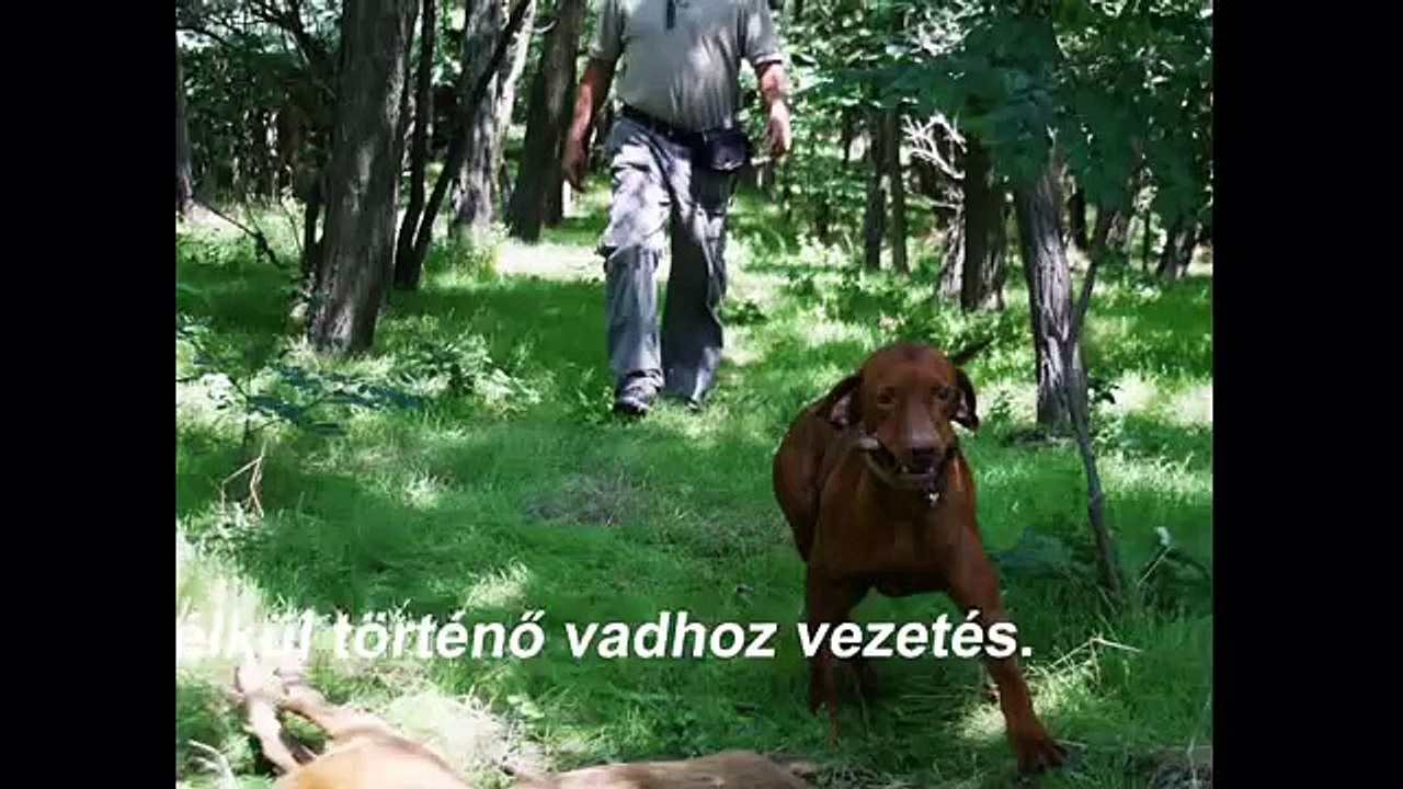 Vadhozvezetés bringsellel