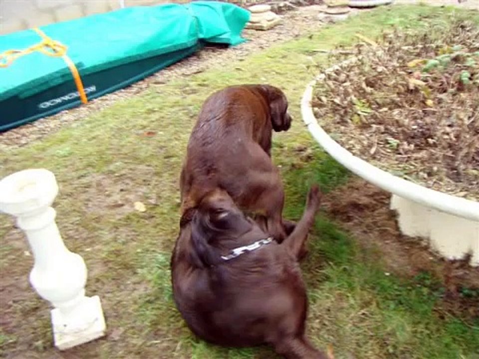 Saillie de Elka par Deimos, labradors chocolat