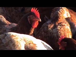 Ι.  ΝΕΓΡΕΠΟΝΤΗΣ- ΠΡΩΙΝΗ ΓΥΜΝΑΣΤΙΚΗ