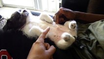 Ticklish Dog