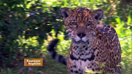 PEQUENAS EMPRESAS E GRANDES NEGÓCIOS (novo formato) 24-05-2015 PARTE 1/3 Online Completo Íntegra 24/05/2015 HD 720p