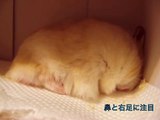 意地でも眠るハムスター