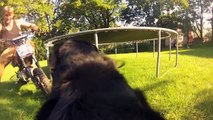 Gopro dog mount follows my mini bike