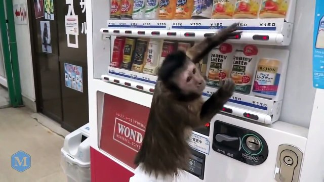Monkey Buy Water From Vending Machine