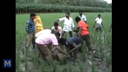 Poor Snake or poor Human