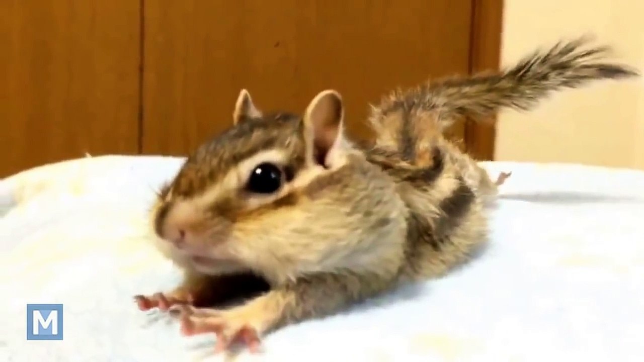 Cute Squirrel