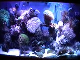 80 gallon reef aquarium / fish tank