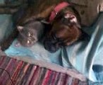 CHULA Y MIO. mi boxer y mi gato durmiendo juntos