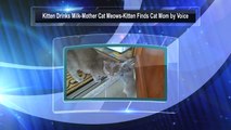 Kitten Drinks Milk-Mother Cat Meows-Kitten Finds Cat Mom by Voice
